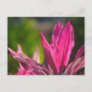 Suche nach karibik postkarten Reiseziel