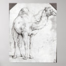 Suche nach dromedary poster Privat