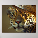 Suche nach leopard poster Dschungel