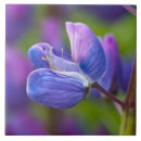 Suche nach niemand fliesen Rosa