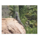 Suche nach leguane Natur