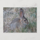 Suche nach ostern kaninchen postkarten Cottontail