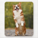 Suche nach corgi mousepads Hund