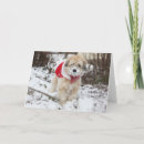 Suche nach wheaten terrier karten Tiere