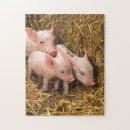 Suche nach schweine puzzle Ferkel