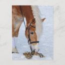 Suche nach haflinger postkarten Tier