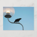 Suche nach schwarze krähe postkarten Vogel