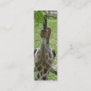 Suche nach säugetiere visitenkarten Giraffe