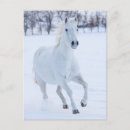 Suche nach weißes pferd postkarten Winter