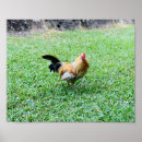 Suche nach hennen poster Natur