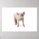 Suche nach niedliches ferkel poster Bauernhof