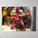 Suche nach aquarium poster Tropisch