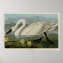 Suche nach birds of america poster Audubon