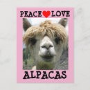 Suche nach des alpakas postkarten Liebe