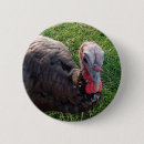 Suche nach truthahn buttons Tier