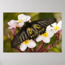 Suche nach mikro poster Blume