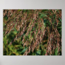 Suche nach gräser poster Herbst