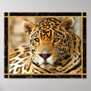 Suche nach jaguar foto poster Wildkatze