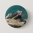 Suche nach iguana buttons Natur