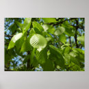 Suche nach grüner baum poster Blätter