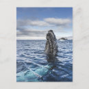 Suche nach buckel postkarten Blau