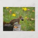 Suche nach dieb postkarten Eichhörnchen
