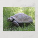 Suche nach schildkröte foto postkarten Tierwelt