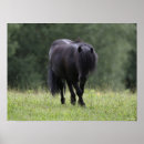 Suche nach shetland pony poster Schwarz