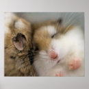 Suche nach hamster kunst poster Haustiere