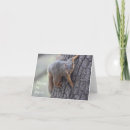 Suche nach lustiges eichhörnchen karten Natur