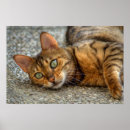 Suche nach bengalische katze poster Katzen