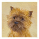 Suche nach cairn terrier poster Welpe