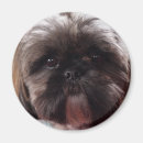 Suche nach millie Hund