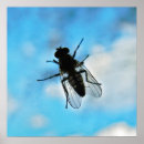 Suche nach bauch poster Tier