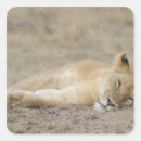 Suche nach masai aufkleber Kenya