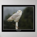 Suche nach schnee eule poster Natur