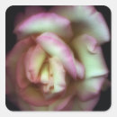 Suche nach amerikanische schönheit aufkleber Zuneigung