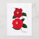 Suche nach kamelien postkarten Botanische illustration
