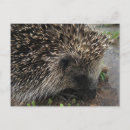 Suche nach stacheln postkarten Igel