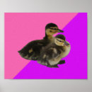 Suche nach babyente poster Enten