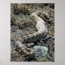 Suche nach rattlesnake poster Giftig