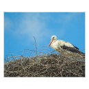 Suche nach storch poster Nest
