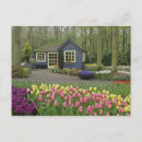 Suche nach keukenhof postkarten Blume
