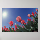 Suche nach rote tulpen poster Usa
