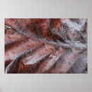 Suche nach feucht poster Blätter