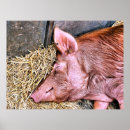 Suche nach niedliches schwein poster Nutztiere