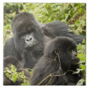 Suche nach mcdonalds fliesen Pflanzenfresser