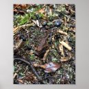 Suche nach salamander kunst Amphibisch