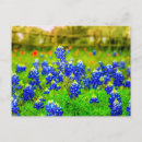 Suche nach texas bluebonnet postkarten Quelle