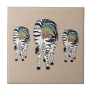Suche nach zebras Safari
